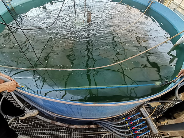 MBR膜處理養(yǎng)殖污水應用